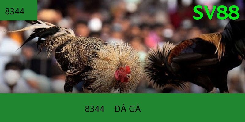 Đá Gà Trực Tiếp - Trải nghiệm tuyệt vời - Game đám mây